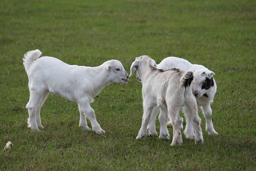 Three white young goat kid standing on grass on animal farm.