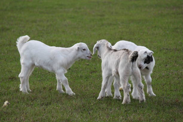 Cabra Animal Doméstico - foto de acervo