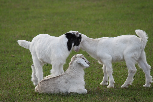 Three white young goat kid standing and sitting on grass on animal farm.