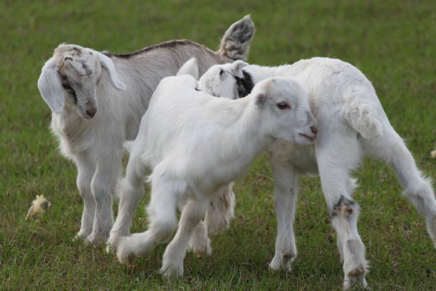 istock Goat Domestic Animal 1474384757