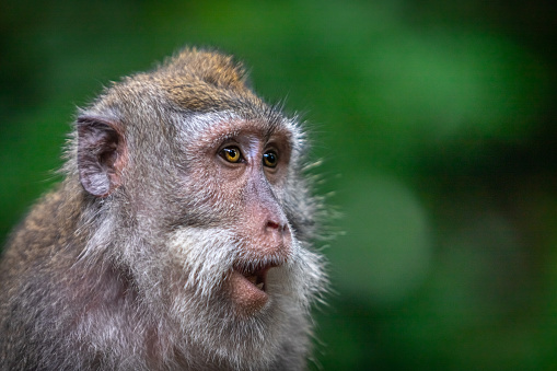 A closeup of a small brown Monkey with blurred background and natural lighting.  A portrait of a Wedge-capped Capuchin (Cebus olivaceus).