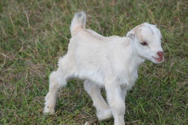 istock Goat Domestic Animal 1474384822