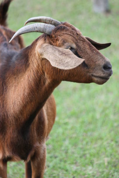 istock Goat Domestic Animal 1474384865