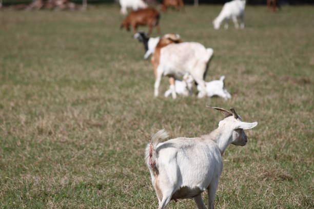 istock Goat Domestic Animal 1474384877