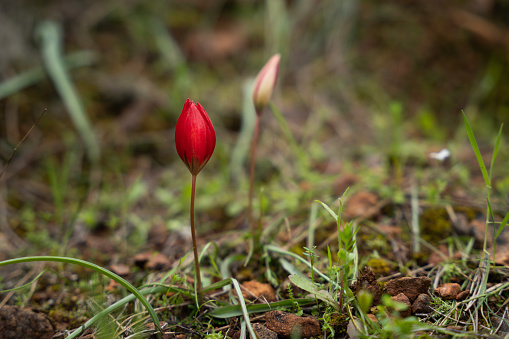 red mountain tulip, anemone flower