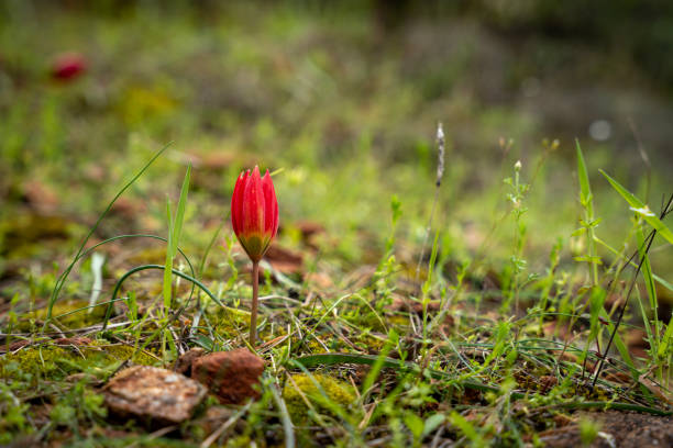 red mountain tulip, anemone flower