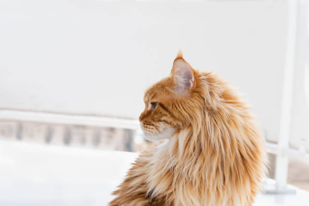 Portrait of a young - red blotched tabby - Maine Coon female cat at home, standing on a balcony, profile view, natural ambient light, photo Portrait of a young - red blotched tabby - Maine Coon female cat at home, standing on a balcony, profile view, natural ambient light, photo longhair cat stock pictures, royalty-free photos & images
