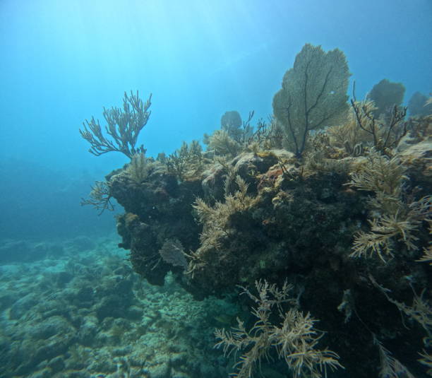istock Coral in Molasses Reef 1474388307