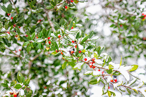 Yaupon Holly or Ilex vomitoria Aiton red berries and green leaves in northern Virginia, USA covered in winter white snow closeup of pattern