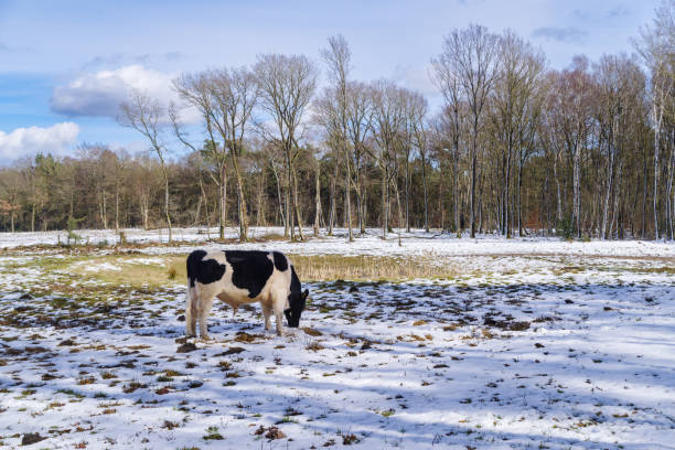 frisian cows outside in the snow