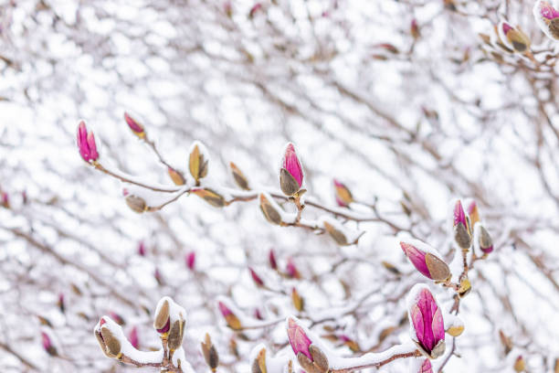 boutons floraux roses magnolia en hiver recouverts de neige blanche gros plan dans le nord de la virginie gelés par la tempête de neige printanière - flower snow winter close up photos et images de collection
