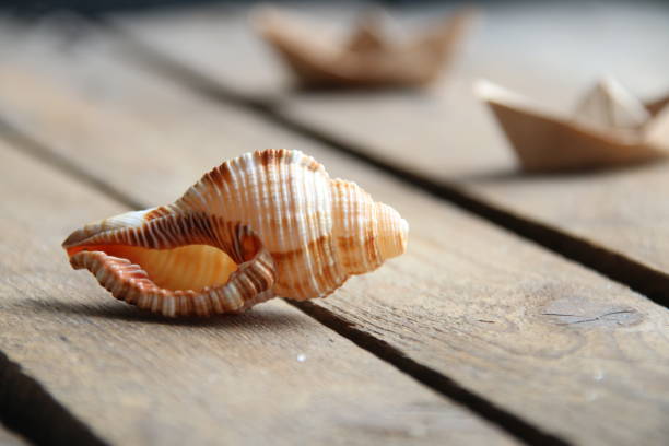 istock Seashell on a wooden background. Summer time concept. 1474389980