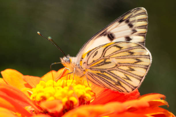 istock White butterfly sucking nectar on a red flower 1474389993