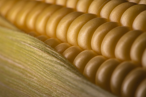 Corn On The Cob, close-up shot