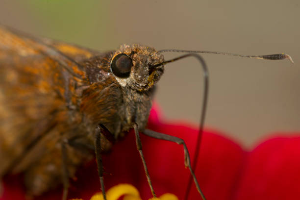istock Moth ucking nectar from a red zinnia flower 1474391074