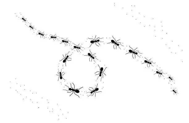 Vector illustration of Worker ants trail  Ants path.Isolated illustration in white background. Vector