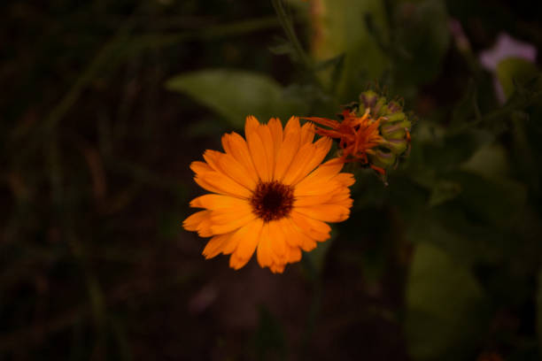 fiore di calendula arancione su una medicina popolare scura - herbal medicine flash foto e immagini stock