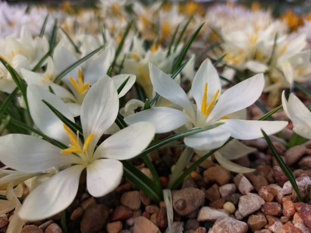istock Beautiful spring flowers. Background 1474393474