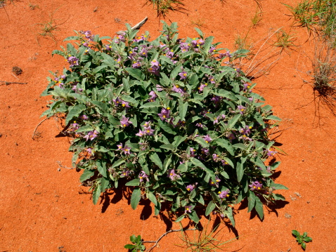 Little bush in the Australian outback