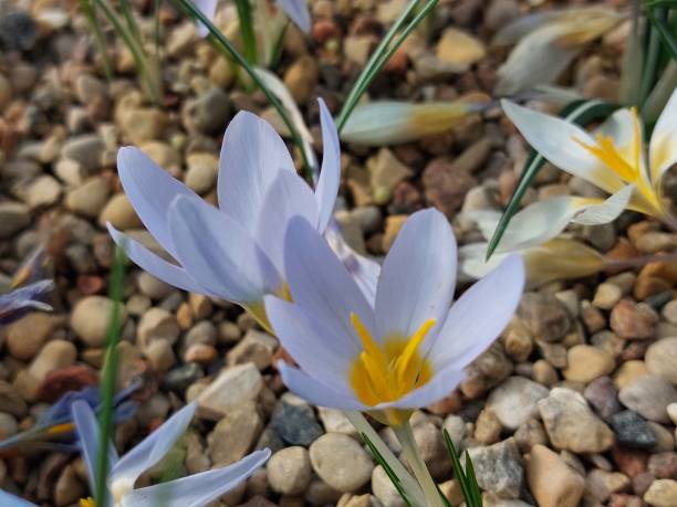istock Gentle background for spring mood. Blue crocuses 1474393645