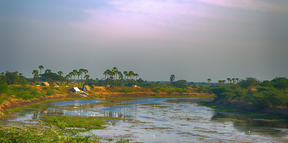 Landscape with dry river. Tropical Indian river with fluctuating water levels. Winter low-water period (coulee), and many wintering white herons (little egret, Egretta garzetta)