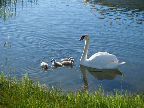 A mother swan and four little swans on the island of Utö in Finland