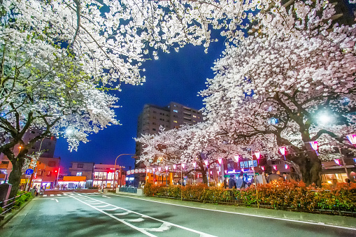 Amazing alley of  blossoming  cherry trees (yoshino cherry tree) - Harimazaka Sakura Namiki  in Tokyo Blue sky of  twilights. Holiday of sakura hanami!\n in  Bynkyo district (city) of Tokyo.