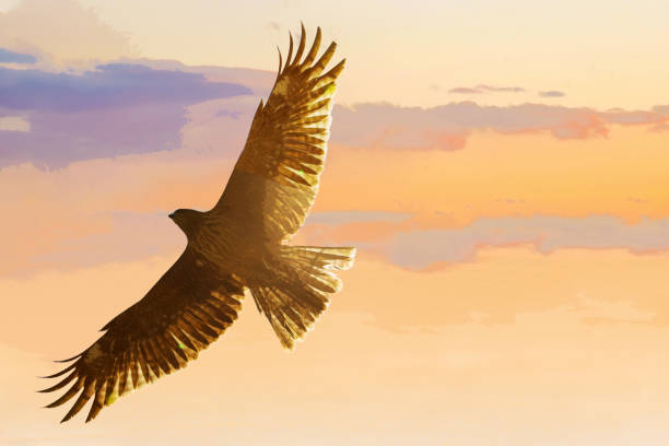 istock The eagle spread its wings and flies over the Kamo River. .River rapids with splashes below 1474394937