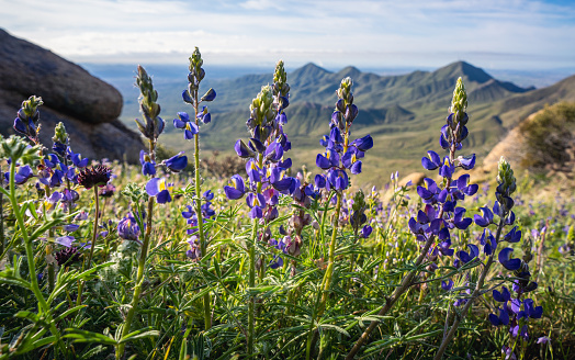 Field of purple wildflowers blooming high in the McDowell Sonoran Preserve