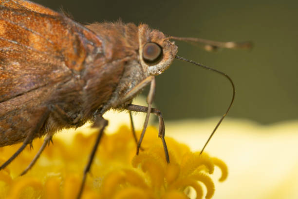 istock Moth sucking nectar from a yellow flower 1474395908
