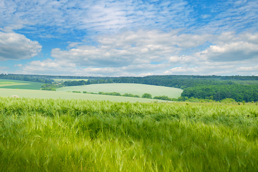 Green wheat field and blue sky. Beautiful spring agro landscape.