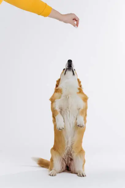 Photo of Adorable cute Welsh Corgi Pembroke stands on its hind legs on white studio background. Most popular breed of Dog