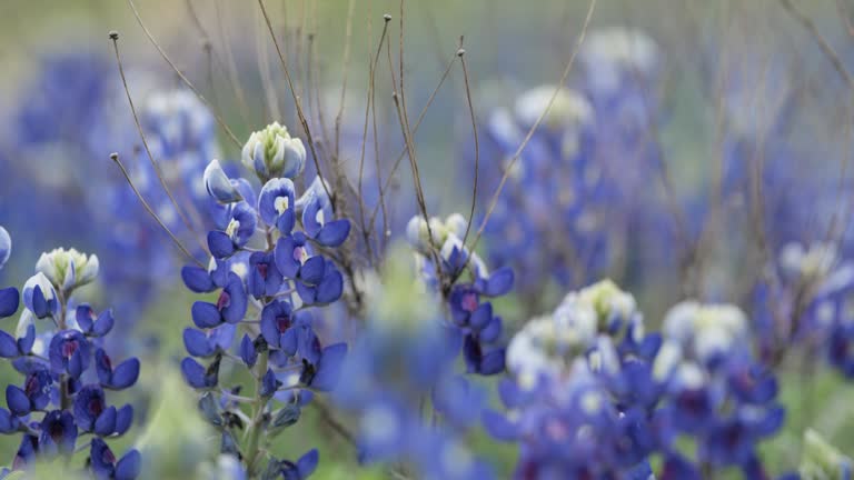 Bluebonnets from Austin, Texas