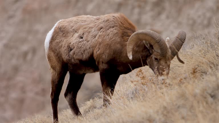 Bighorn Sheep, South Dakota