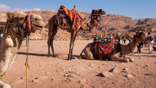 istock A group of camels in Petra, Jordan. 1474397491