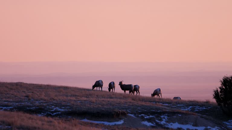 Bighorn Sheep, South Dakota