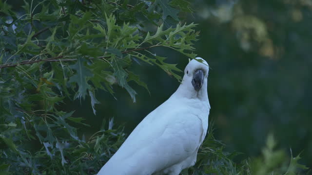 Feeding wild Sulphur-crested cockatoo: Australia