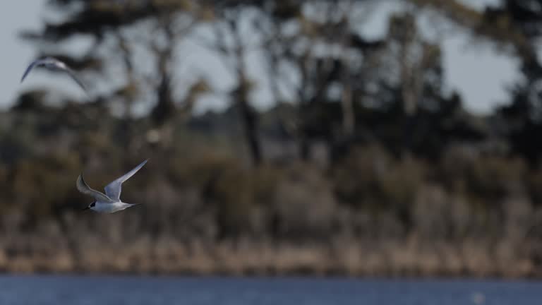 Common Tern, Assateague Island-Chincoteague, Virginia