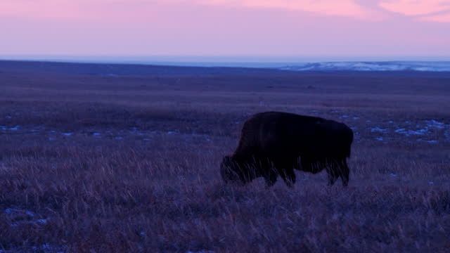 Grazing Bison: Yellowstone National Park: Lamar Valley