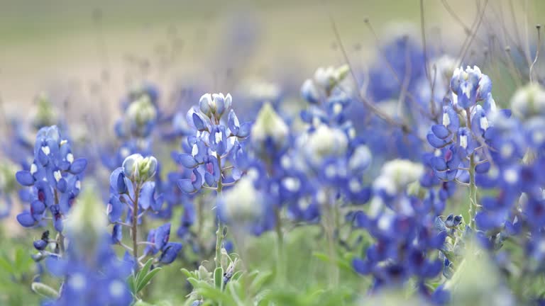 Bluebonnets from Austin, Texas