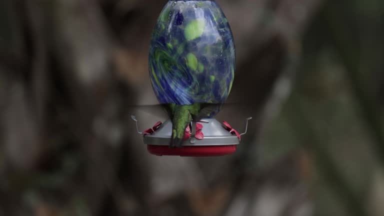 Hummingbird feeder: Yucatan, Mexico