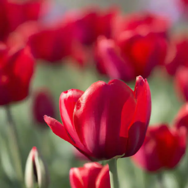 tulip Tulipa bulbous herbs in lily family Liliaceae. Tulips, garden flowers, cultivars and varieties. Flowers delicate bright reddish red color. Beautiful buds. Landscaping. Variety hybrids