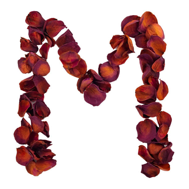 letter m from dry red rose petals, isolated on white background. nature typography, english alphabet. design element from rose petals - letter m alphabet color image flower imagens e fotografias de stock