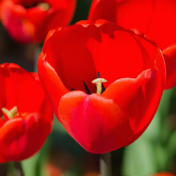 tulip Tulipa bulbous herbs in lily family Liliaceae. Tulips, garden flowers, cultivars and varieties. Flowers delicate bright reddish red color. Beautiful buds. Landscaping. Variety hybrids