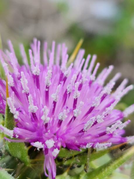 istock close up of a purple flower 1474400968