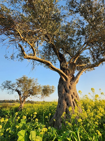 olive tree and yellow flowers