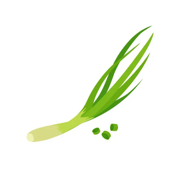 Vector illustration of Spring green onion.