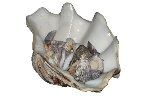 close-up of shells inside shell