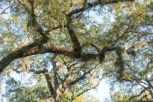 A massive Live Oak Tree stretches its branch horizontally to capture the most sunlight for its leaves and mossy decoration