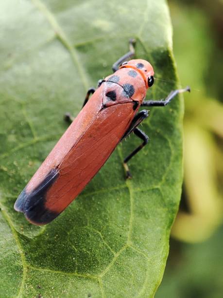 istock Lovely plant pest 1474402213